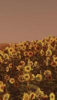 champ de tournesols en fleurs sur fond de coucher de soleil video