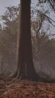dimmig morgon i skogen video
