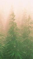 plantation of cannabis in deep fog video