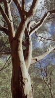 Eukalyptus im roten Zentrum Australiens video