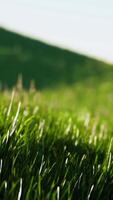 Green fresh grass as a nice background video