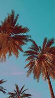 view of the palm trees passing by under blue skies video