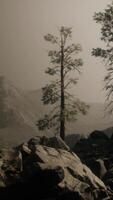 alberi nella nebbia in montagna video