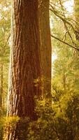 sequoias gigantes na floresta de sequoias video