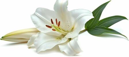 AI generated Funeral lily on white background with spacious area for text placement and design customization photo