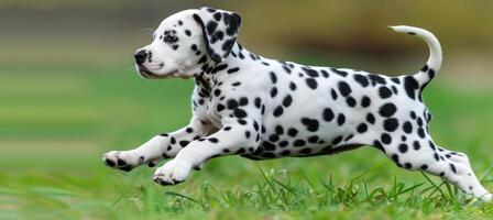 ai generado energético dálmata perrito jugando en prado alegre visión de hermosamente manchado compañero foto