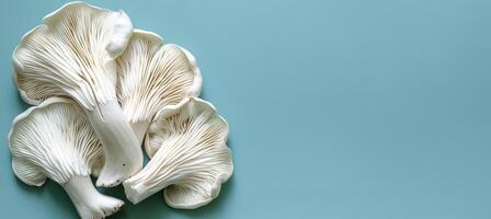 AI generated Oyster mushroom pleurotus ostreatus on soft pastel colored background for serene composition photo