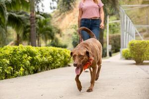 retrato de un perro con sus lengua fuera caminando hacia el cámara. foto