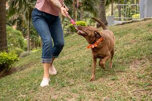 The dog plays with the leash, biting it and trying to pull it away from the owner. photo