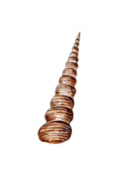 acquerello illustrazione di un' beige allungata contorto conchiglia, piace un' unicorno corno. subacqueo mondo. tropicale guscio. esterno scheletro di molluschi. isolato . design elemento. png