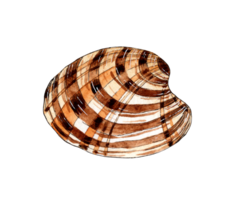 acquerello illustrazione di mitilo scaloppine. subacqueo mondo. tropicale ostrica guscio. mollusco esterno scheletro, protezione, casa. isolato. design elemento. png