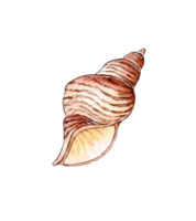 Watercolor illustration of a sea dweller seashell. Underwater world. Tropical shell. Mollusk external skeleton, protection, home. Isolated. Design element. png