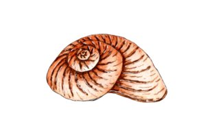 Watercolor illustration of a beige seashell snail. Underwater world. Tropical shell. The external skeleton is a shellfish type. Oyster house, security, armor. Isolated png