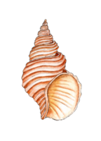 Watercolor illustration of a beige textured seashell, ribbed. Underwater world. Tropical shell. The external skeleton is a shellfish type. Oyster house, protection, armor. Isolated . Design element. png