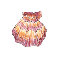 Watercolor illustrations of sea pink scallops. Underwater world. Tropical oyster shell. External skeleton of mollusks, security, house. Isolated. Design element. png