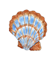 Watercolor illustration of a seashell scallop. Underwater world. Tropical oyster shell. Shellfish external skeleton, guard, house. Isolated. Design element. png