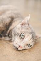 A captivating close-up of a cat lounging lazily, its striking green eyes gazing into the distance with a look of serene contentment. photo