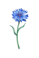 Watercolor illustration of blue wildflower cornflower. Botanical composition element isolated from background. Suitable for cosmetics, aromatherapy, medicine, treatment, nursing, design, cooking, png