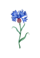 vattenfärg illustration av blå blåklint blomma. botanisk sammansättning element isolerat från bakgrund. lämplig för kosmetika, aromaterapi, medicin, behandling, vård, design, matlagning, png