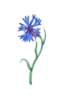 vattenfärg illustration av blå blåklint blomma. botanisk sammansättning element isolerat från bakgrund. lämplig för kosmetika, aromaterapi, medicin, behandling, vård, design, matlagning, png