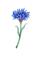 Watercolor illustration of blue cornflower flower. Botanical composition element isolated from background. Suitable for cosmetics, aromatherapy, medicine, treatment, care, design, cooking, png