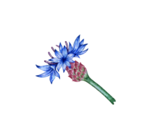 waterverf illustratie van blauw korenbloem bloem. botanisch samenstelling element geïsoleerd van achtergrond. geschikt voor cosmetica, aromatherapie, geneesmiddel, behandeling, zorg, ontwerp, Koken, png