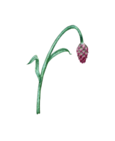 acuarela ilustración de un florecimiento de maíz flor brote. botánico composición elemento aislado desde antecedentes. adecuado para productos cosméticos, aromaterapia, medicamento, tratamiento, cuidado, diseño, cocinando, png