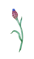 waterverf illustratie van een korenbloem bloem knop. botanisch samenstelling element geïsoleerd van achtergrond. geschikt voor cosmetica, aromatherapie, geneesmiddel, behandeling, zorg, ontwerp, Koken, png
