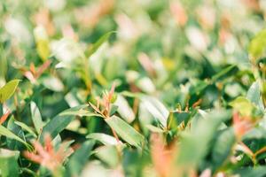 un vibrante, cerca arriba fotografía capturar el Fresco verde hojas y suave rojo consejos de un próspero arbusto, ideal para un sereno y natural antecedentes. foto