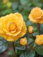 AI generated Yellow Rose closeup view, beautiful yellow red rose flower panoroma rose photo