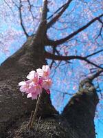 Japanese pink sakura blooming from the trunk, cherry blossoms in spring photo