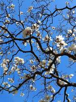 white magnolia blooming photo