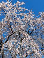 Japan cherry blossoms, sakura flowers and clear sky photo