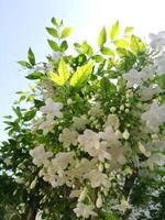 blanco flores floreciente en medio verano foto