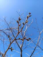 cherry tree branch with flower buds on a blue sky background photo