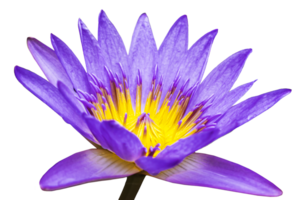 tropisch lotus bloem bloeiend met zichtbaar meeldraden en stampers geïsoleerd Aan wit of transparant achtergrond. water lilly single fabriek in voorjaar en mooi bloemen element voor ontwerp. png