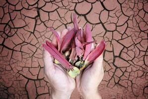 yangna frutas en mano con resistido textura de árido agrietado suelo antecedentes foto