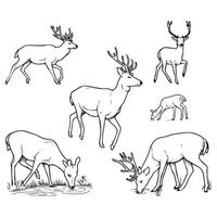 Deer vector illustration for coloring