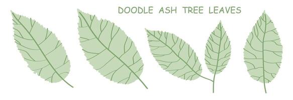 doodle ash tree leaves isolated on white background. Autumn fallen leaves of ash tree. Vector