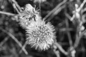 Beautiful wild growing flower seed dandelion on background meadow photo