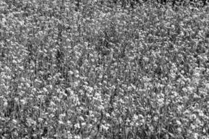 Photography on theme fine wild growing flower mustard on background meadow photo