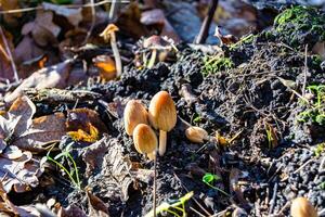 fotografía a tema grande hermosa venenoso seta en bosque en hojas antecedentes foto