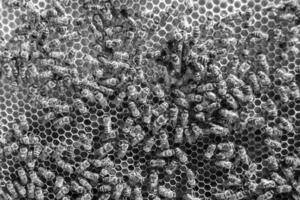 La estructura hexagonal abstracta es un panal de abejas lleno de colmena foto