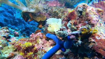 mergulho safári Filipinas video