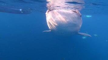 diving safari philippines video