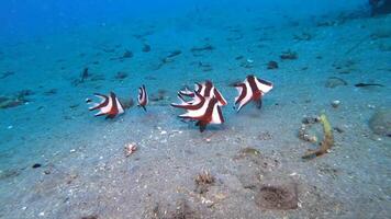 diving safari philippines video