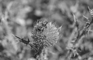 Beautiful wild flower winged bee on background foliage meadow photo