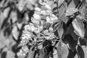 Photography on theme beautiful fruit branch apple tree with natural leaves under clean sky photo