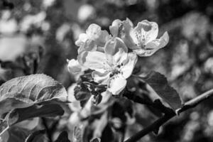 Photography on theme beautiful fruit branch apple tree with natural leaves under clean sky photo