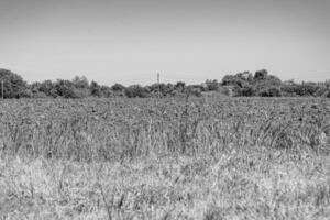 Photography on theme big empty farm field for organic harvest photo